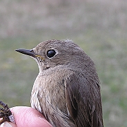 Svart rödstjärt, Sundre 20050511